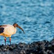 Ibis sacré en Loire-Atlantique